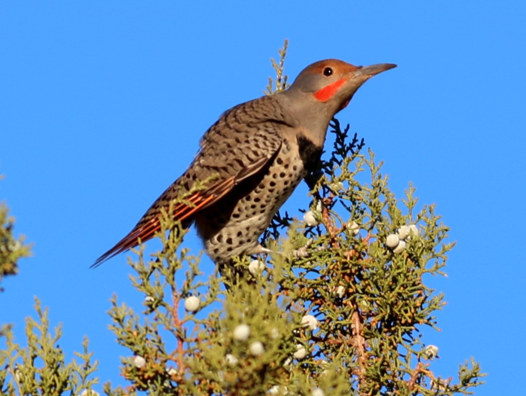 Northern Flicker (Red-shafted) - ML611066112