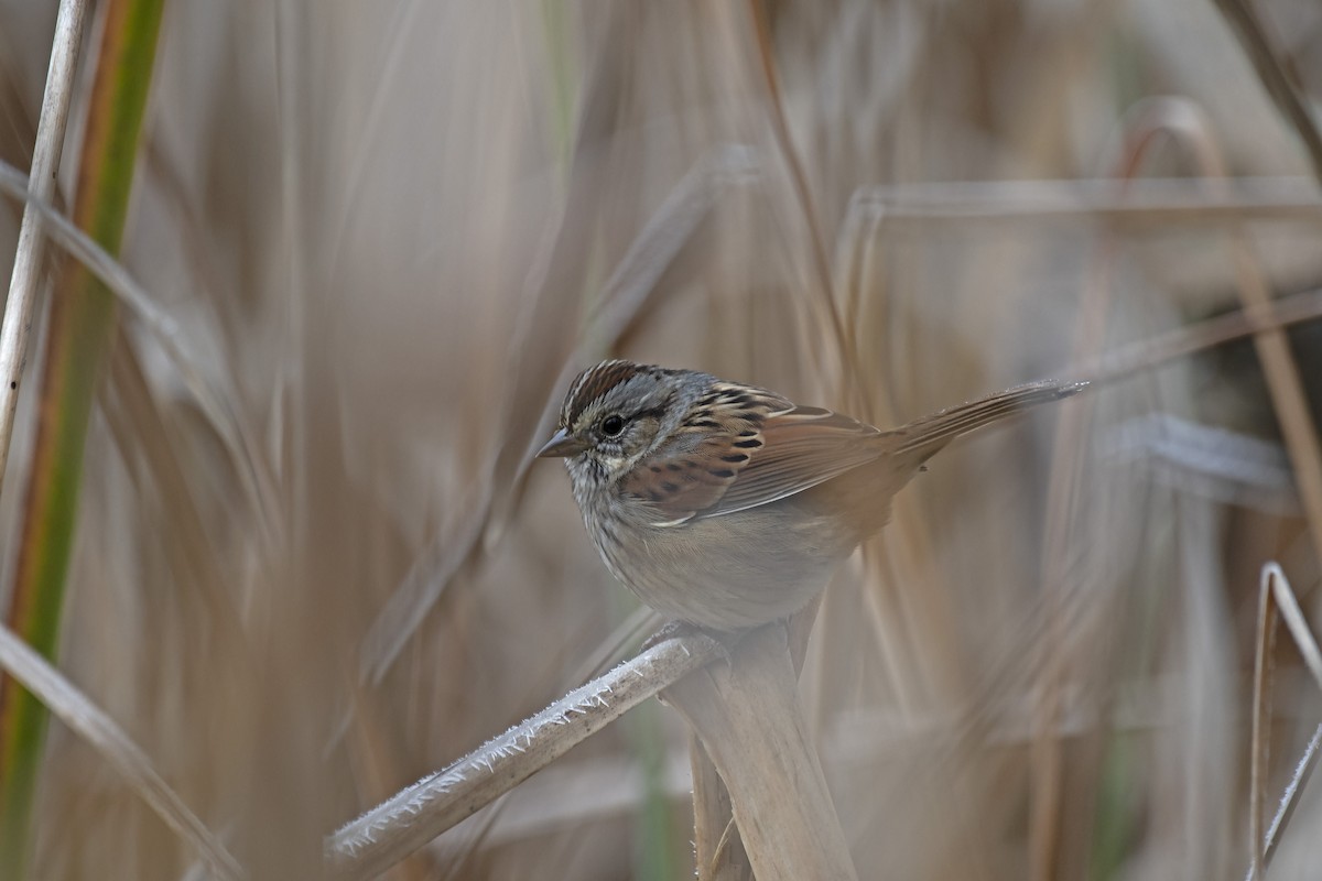 Swamp Sparrow - ML611066270