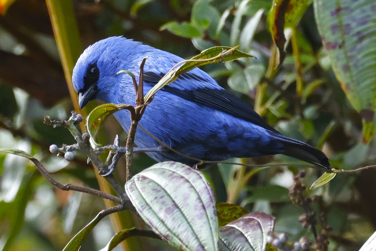 Blue-and-black Tanager - ML611066360