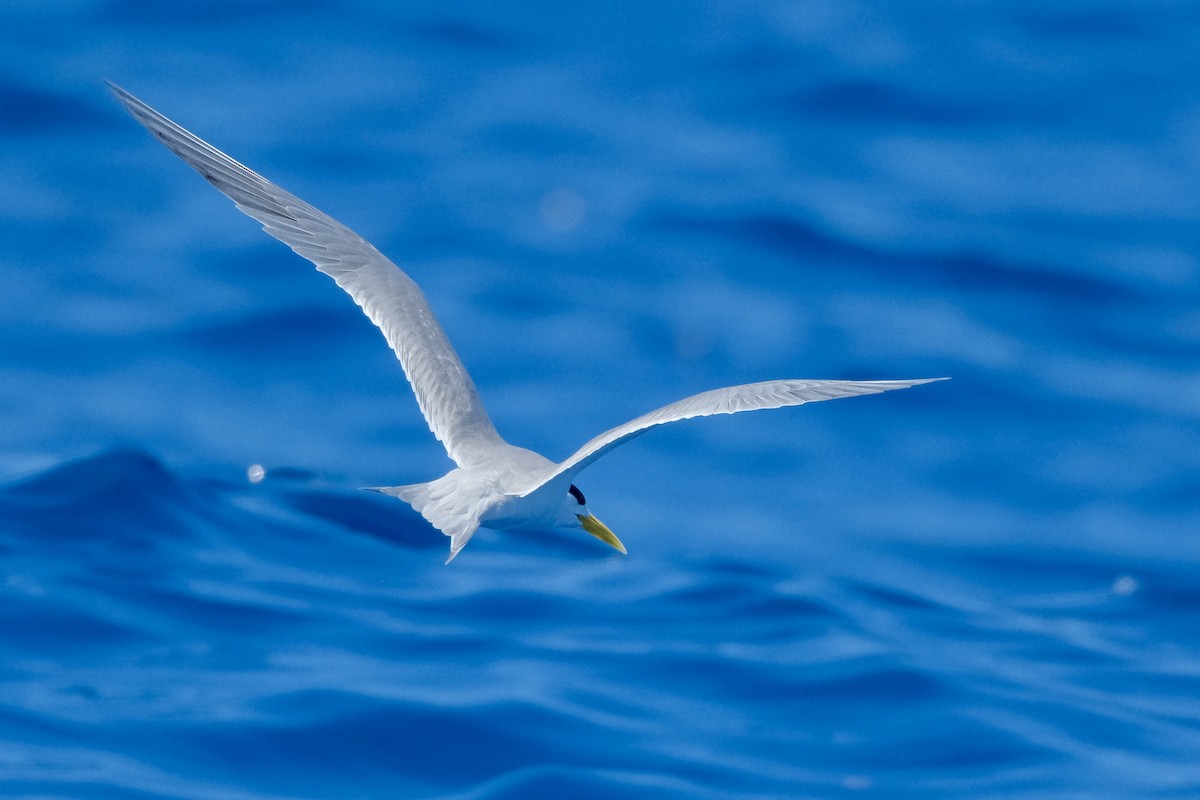 Great Crested Tern - ML611066545