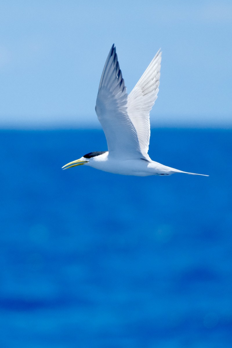 Great Crested Tern - ML611066546