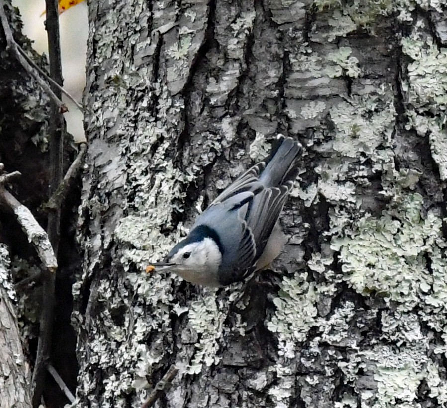 White-breasted Nuthatch - ML611066720