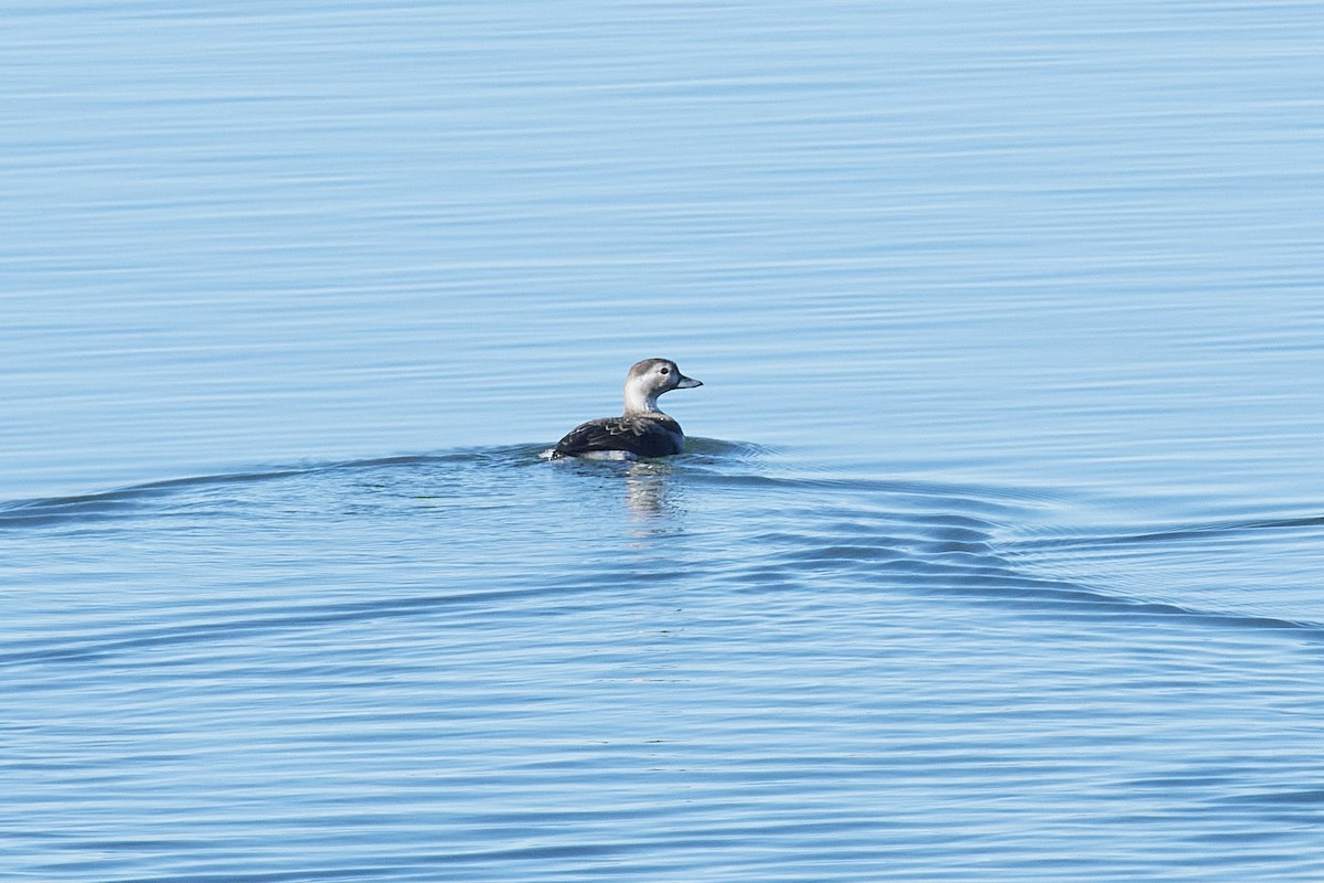 Long-tailed Duck - ML611067140