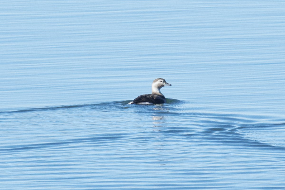 Long-tailed Duck - ML611067141