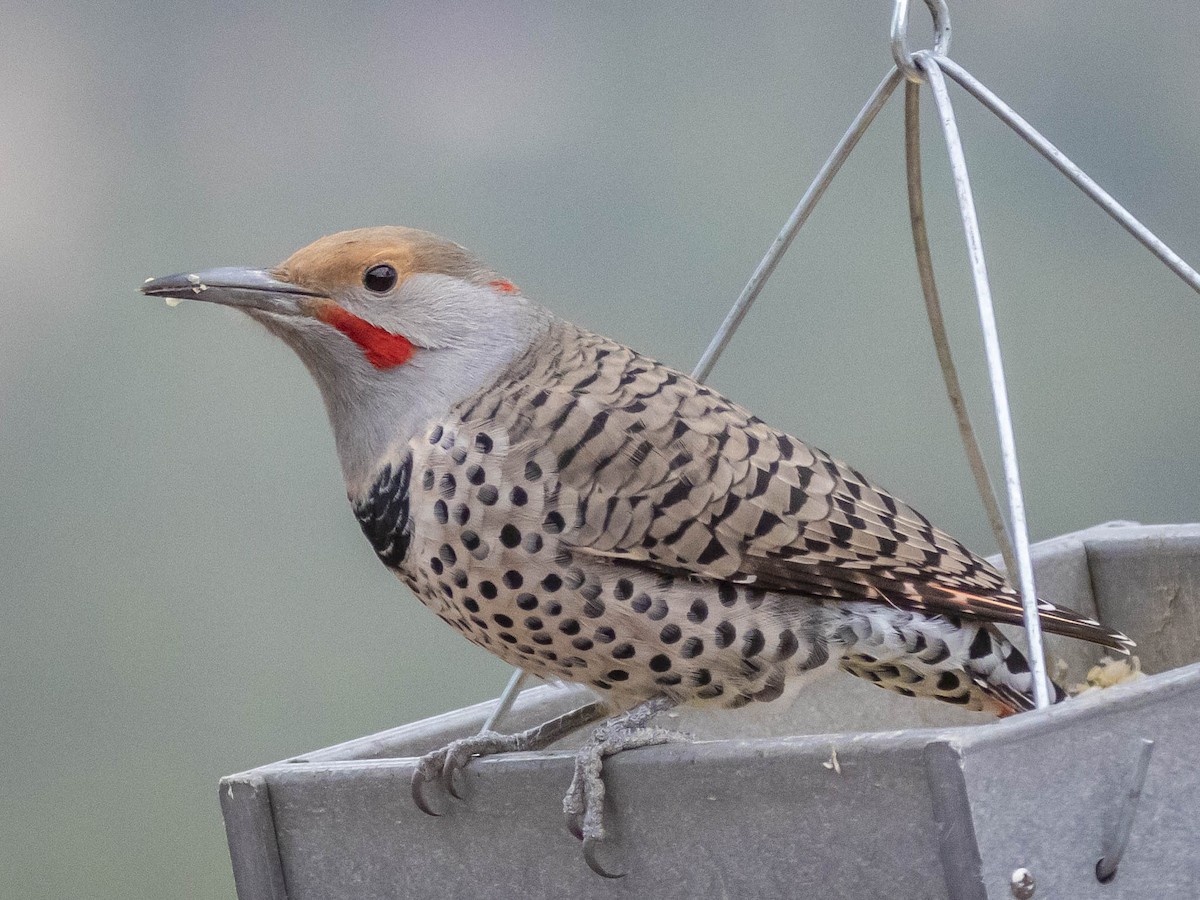 Northern Flicker (Yellow-shafted x Red-shafted) - ML611067195