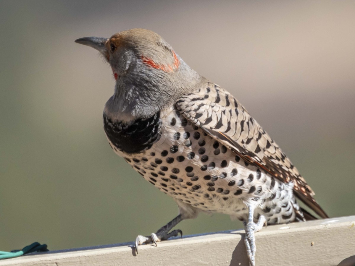 Northern Flicker (Yellow-shafted x Red-shafted) - ML611067196