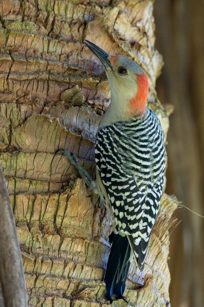 Red-bellied Woodpecker - ML611067384