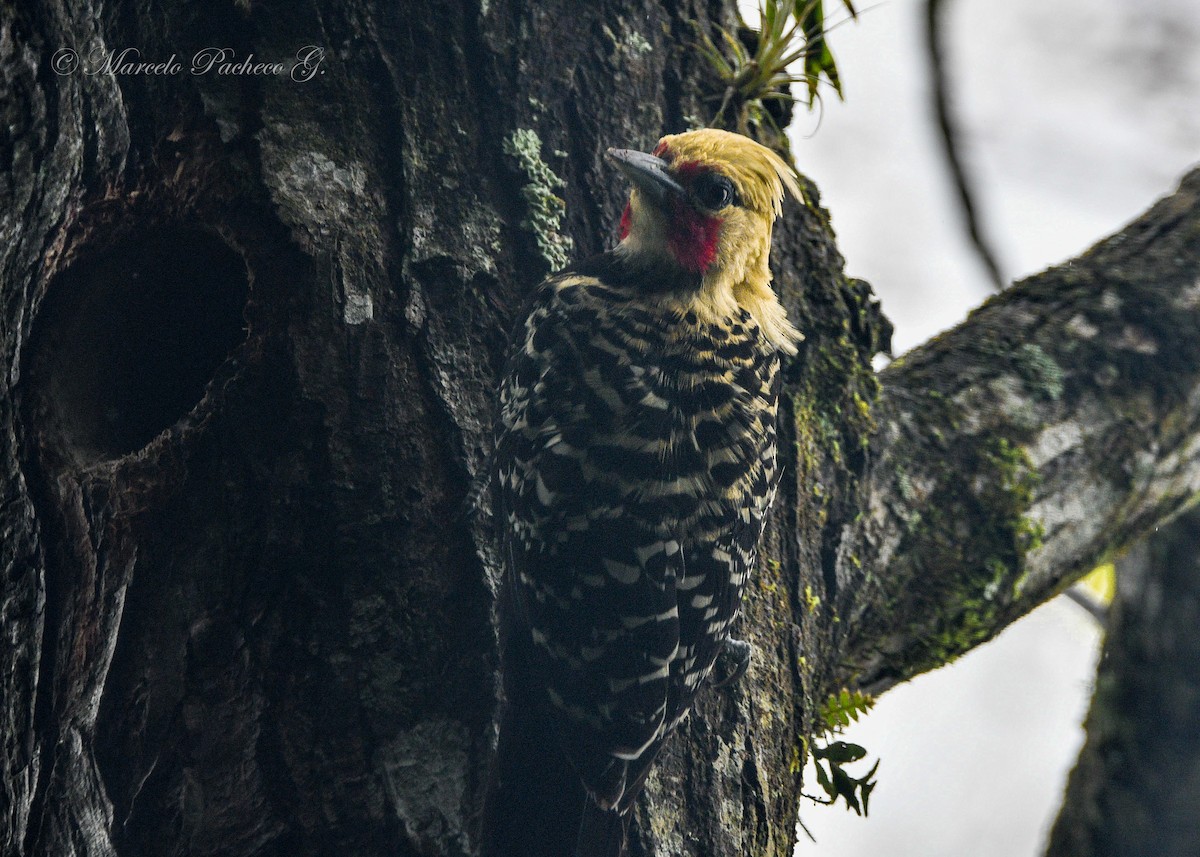 Blond-crested Woodpecker - Marcelo Pacheco Guajardo