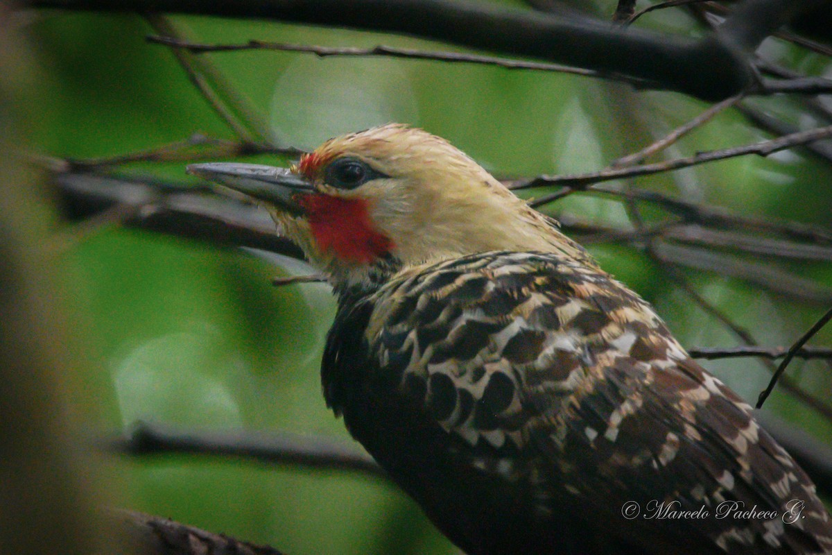 Blond-crested Woodpecker - Marcelo Pacheco Guajardo