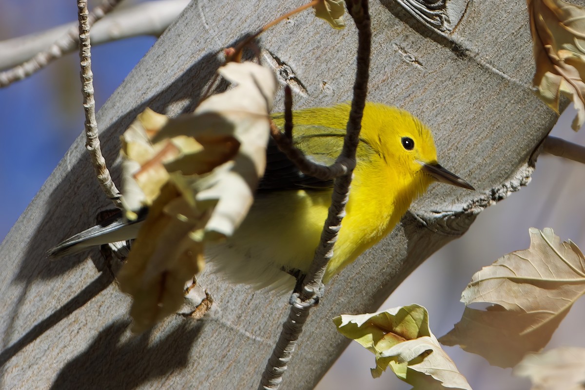 Prothonotary Warbler - ML611067767