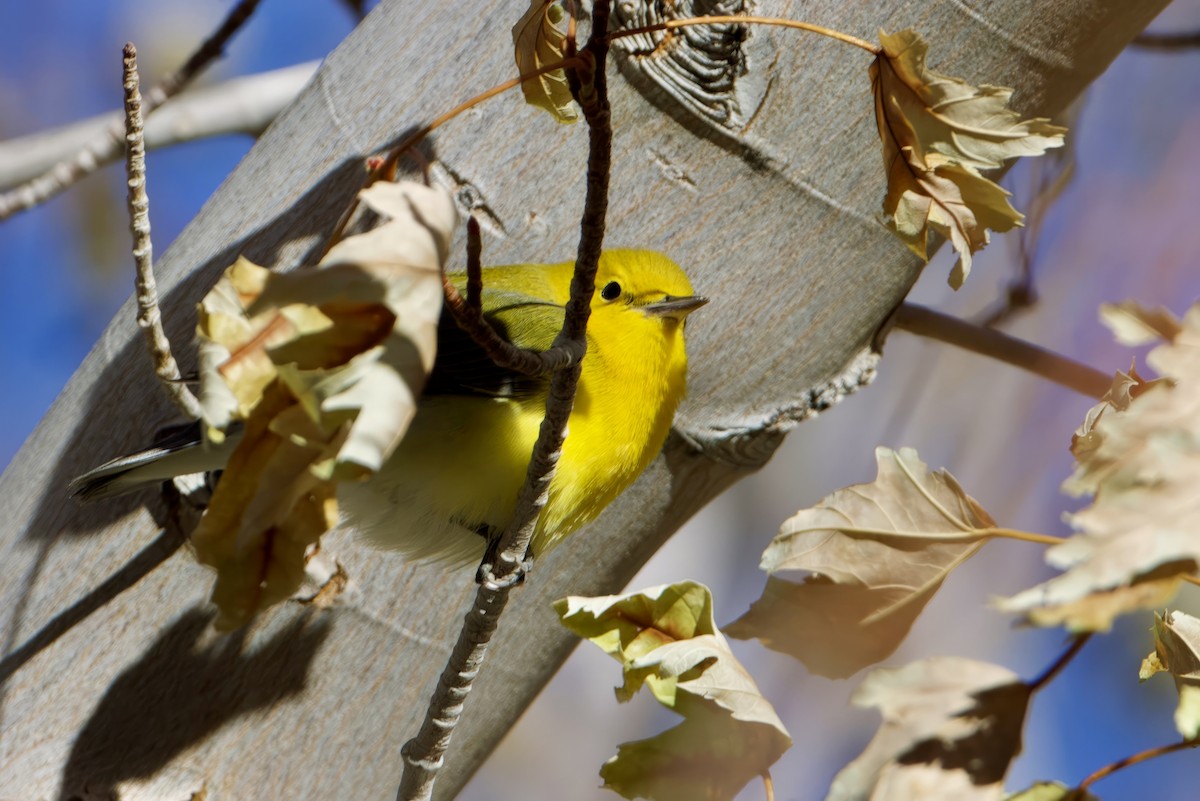 Prothonotary Warbler - ML611067768