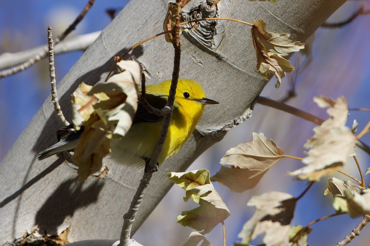 Prothonotary Warbler - ML611067769