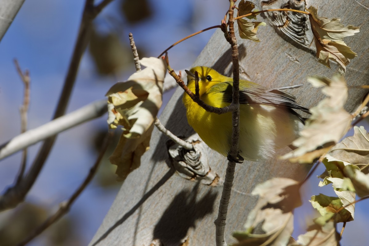 Prothonotary Warbler - ML611067770