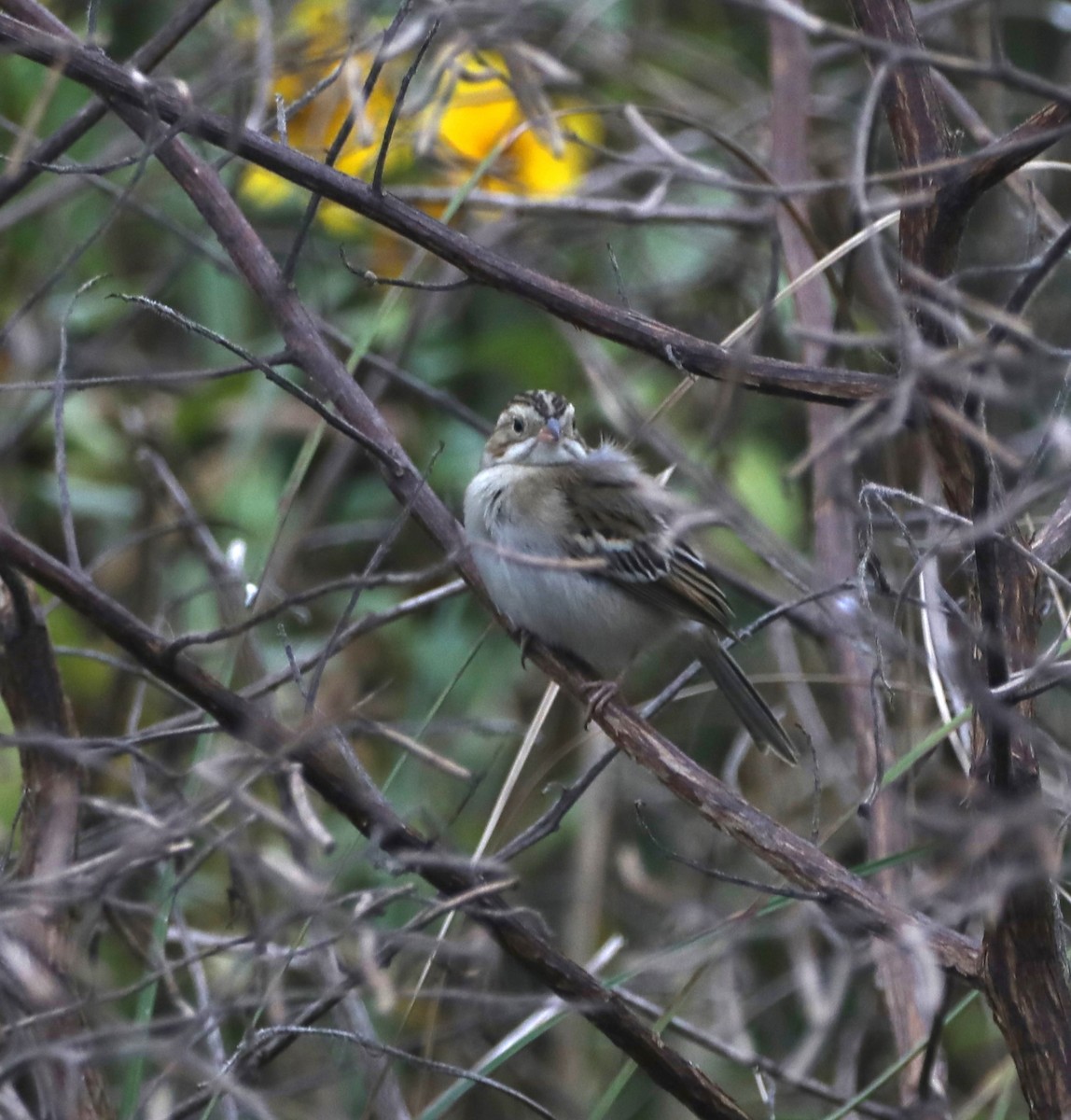 Clay-colored Sparrow - ML611067836