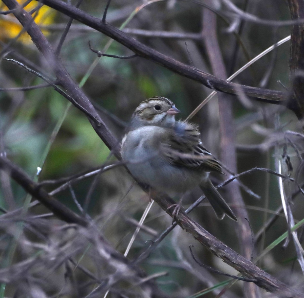 Clay-colored Sparrow - ML611067837