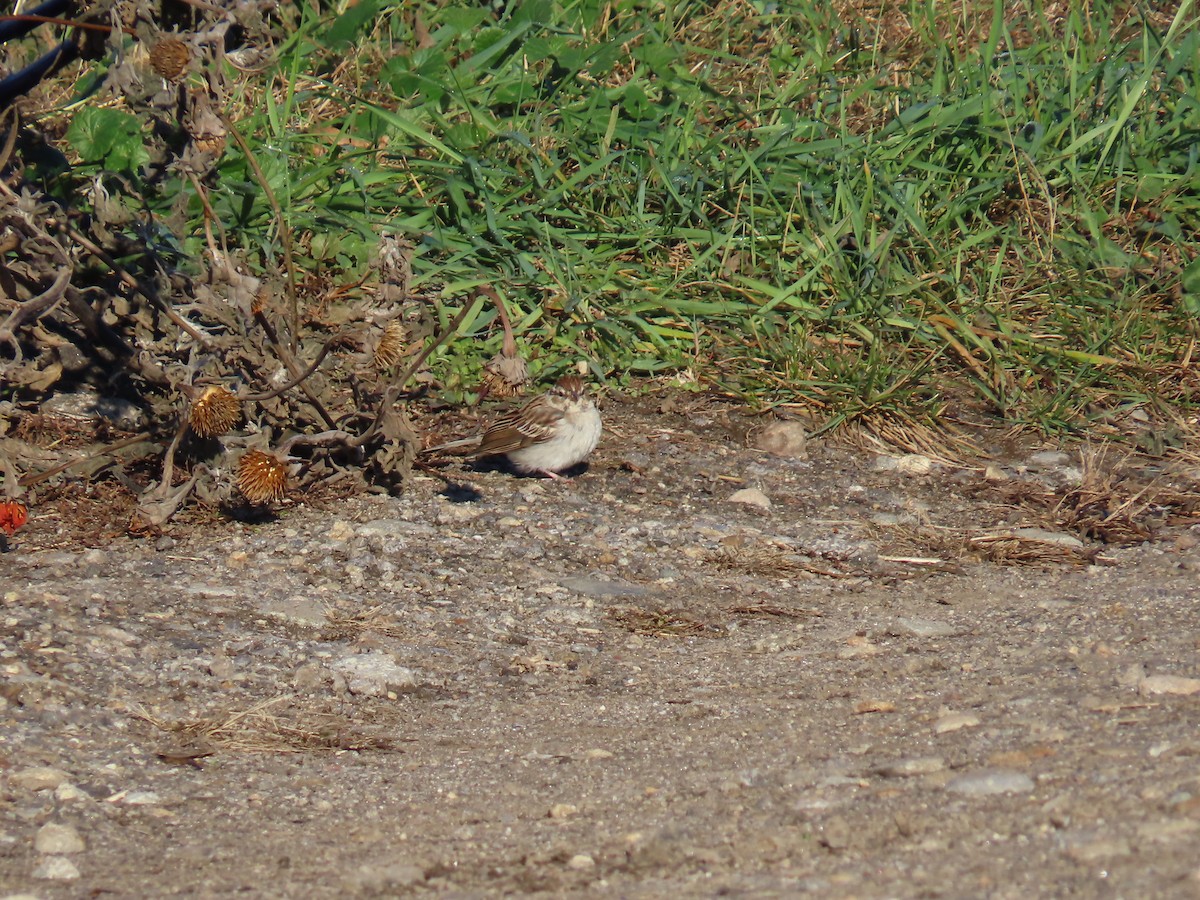 Chipping Sparrow - ML611067860