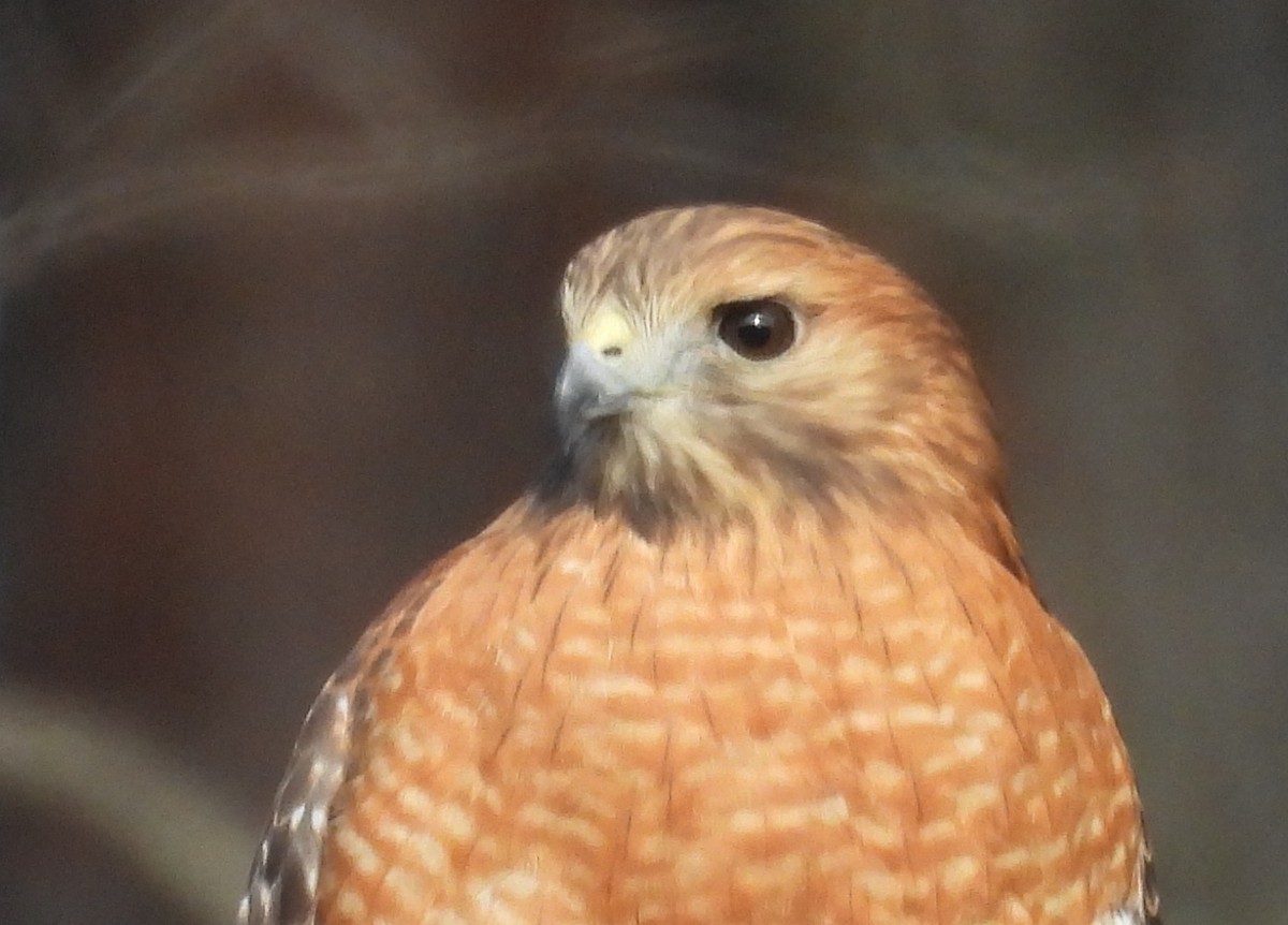 North Carolina Bird Atlas Checklist 12 Nov 2023 78007898 Virgilina