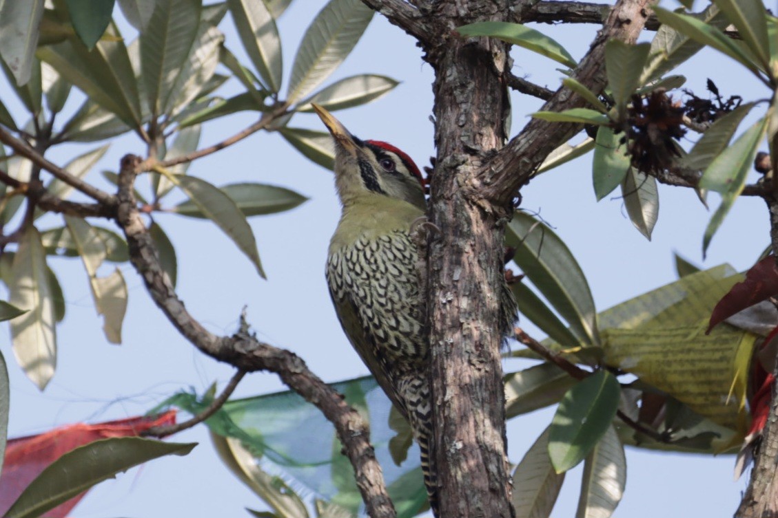 Scaly-bellied Woodpecker - ML611067989