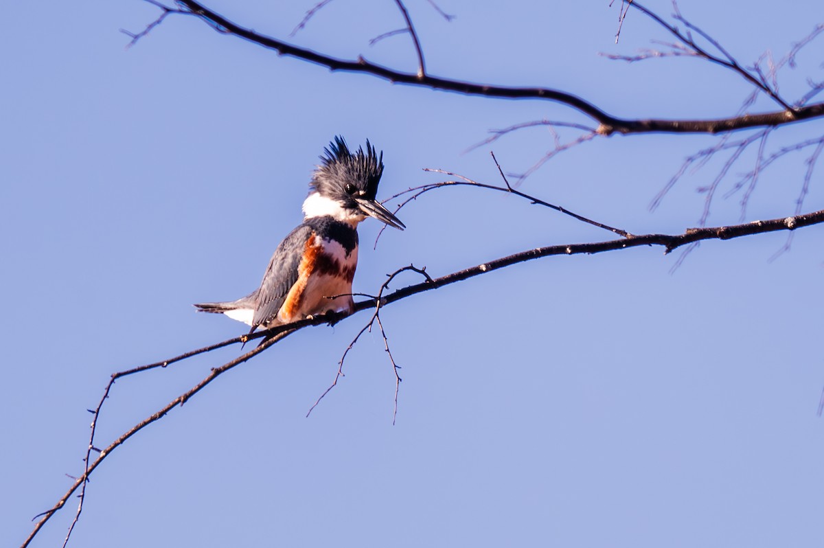 Belted Kingfisher - ML611068574