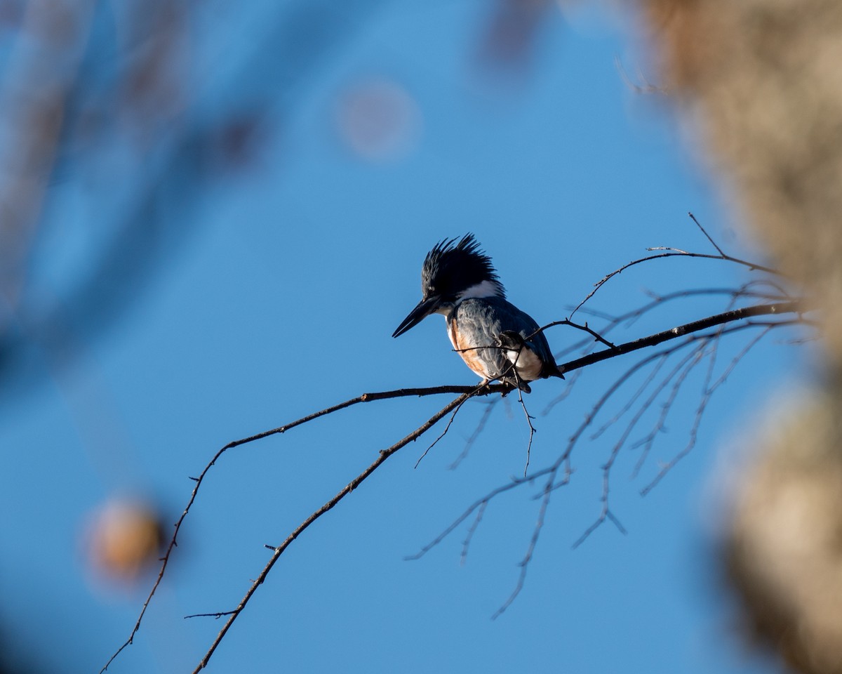 Belted Kingfisher - Peter Rosario