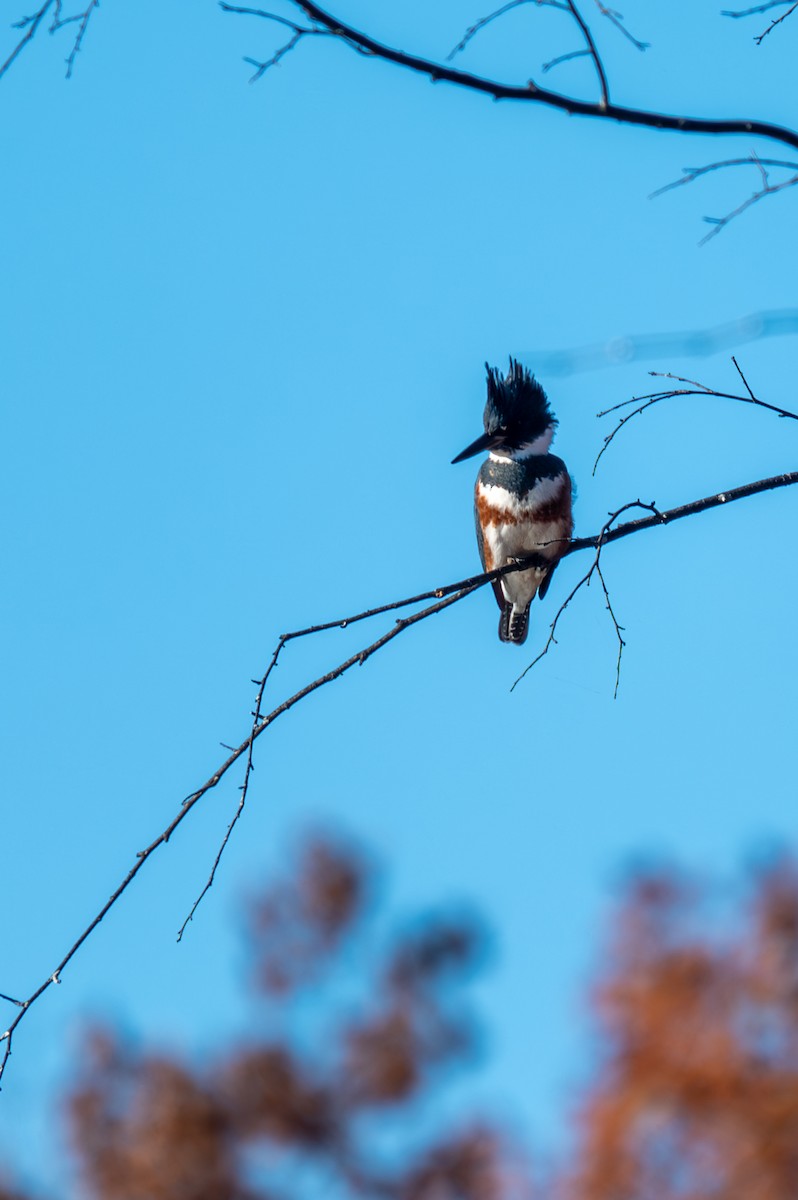 Belted Kingfisher - ML611068577