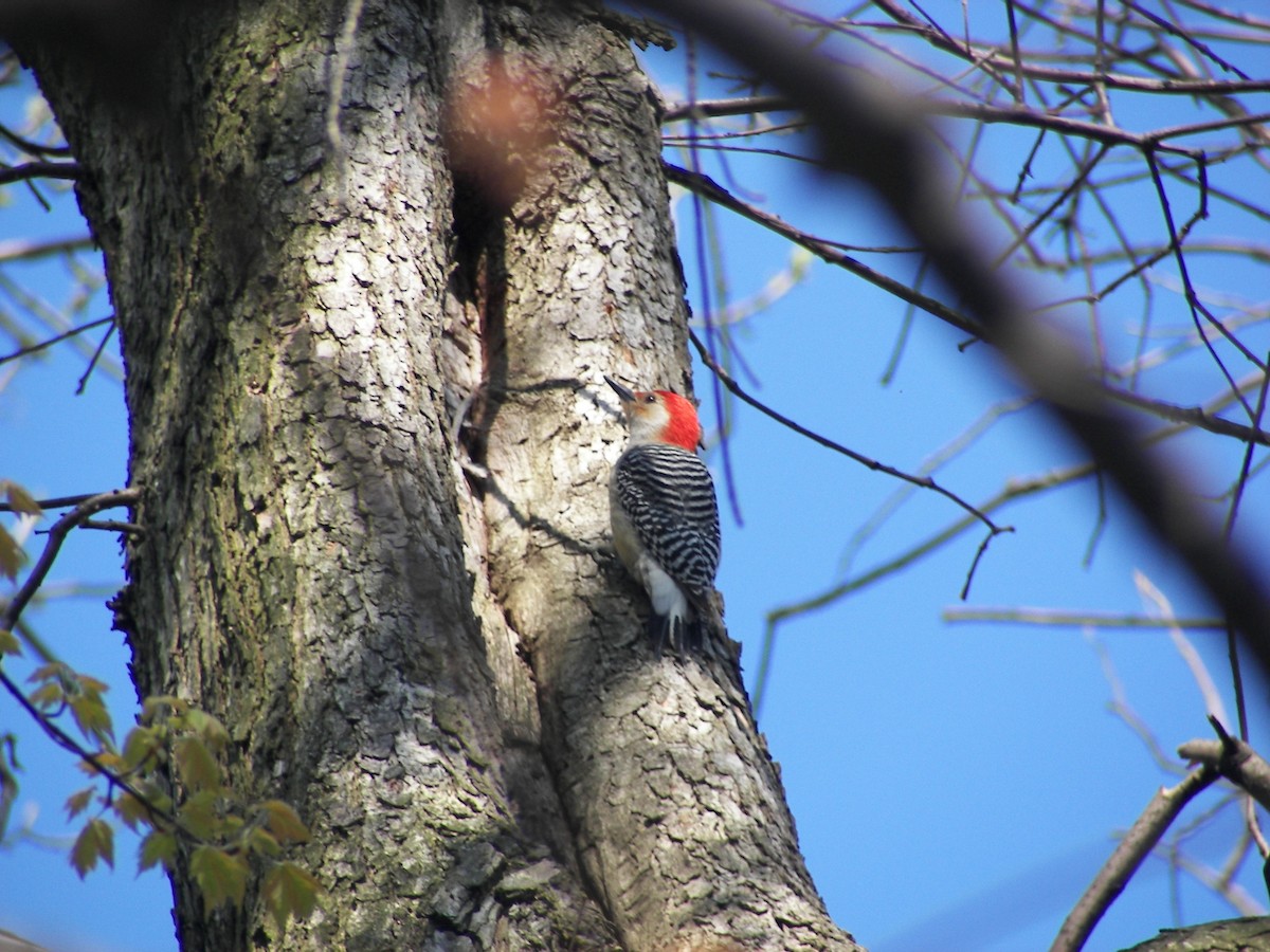 Red-bellied Woodpecker - ML611068607