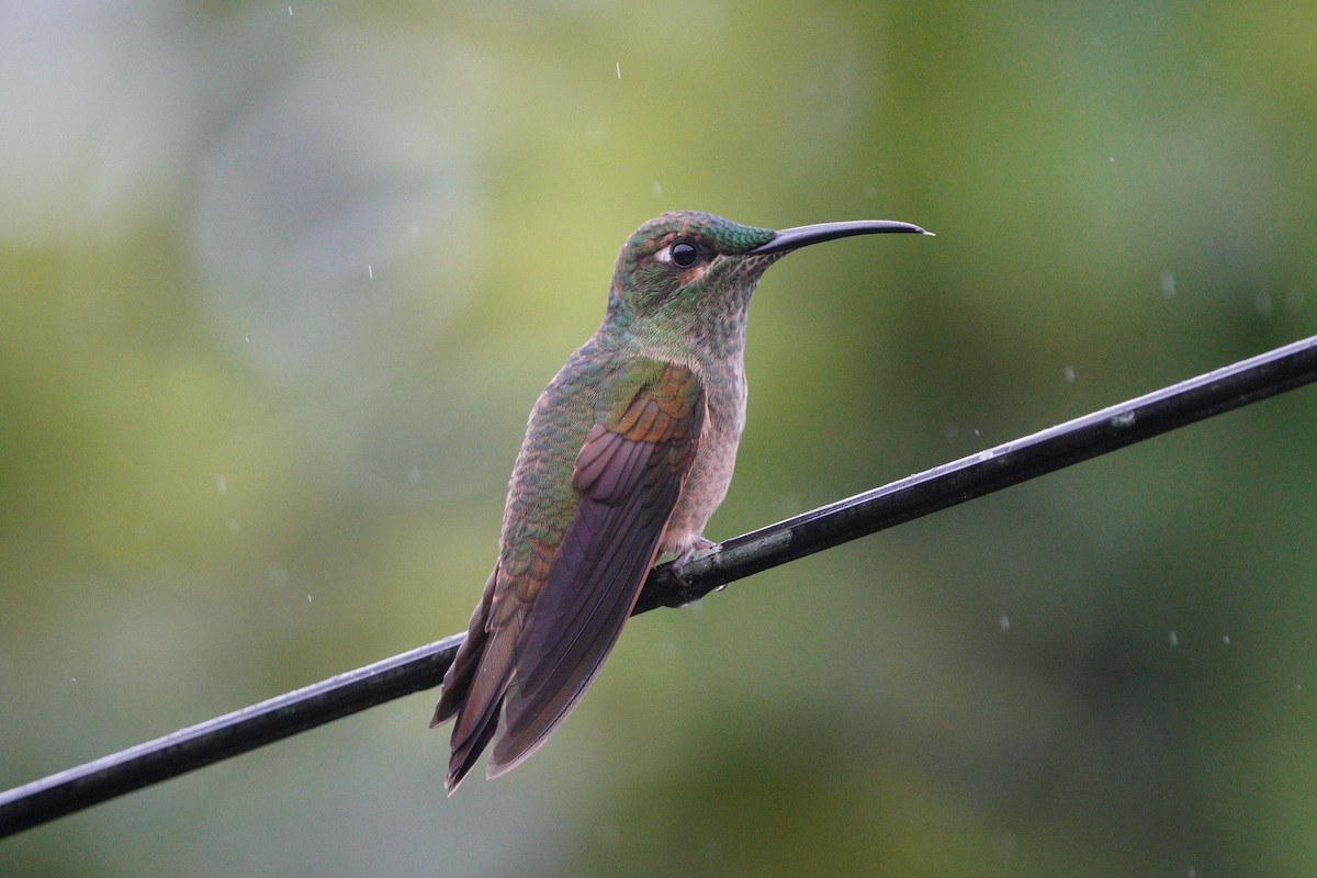 kolibřík hnědobřichý - ML611068822