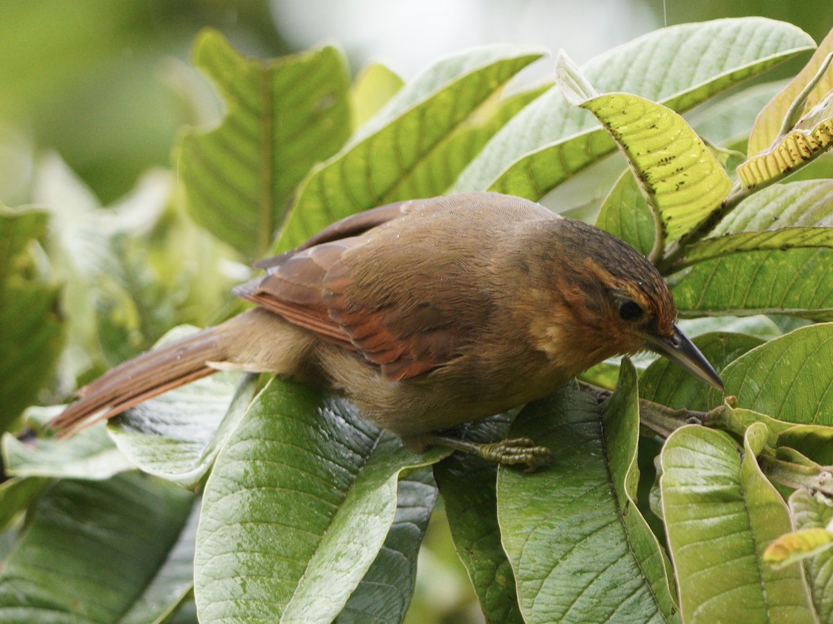 Buff-fronted Foliage-gleaner - Michael Walter