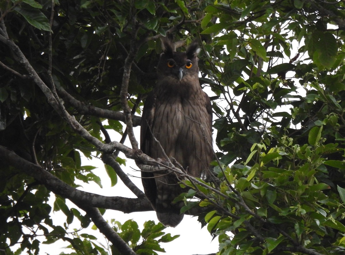 Dusky Eagle-Owl - ML611069057