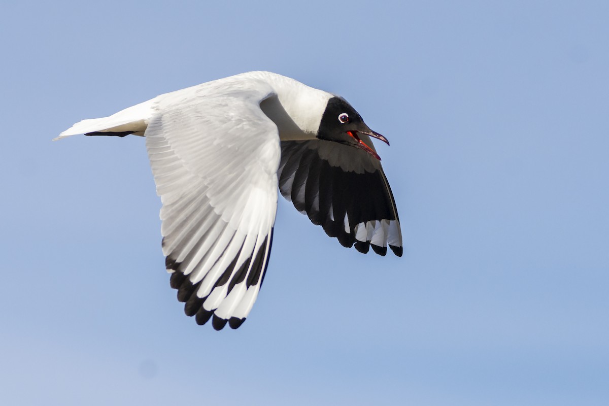Andean Gull - ADRIAN GRILLI