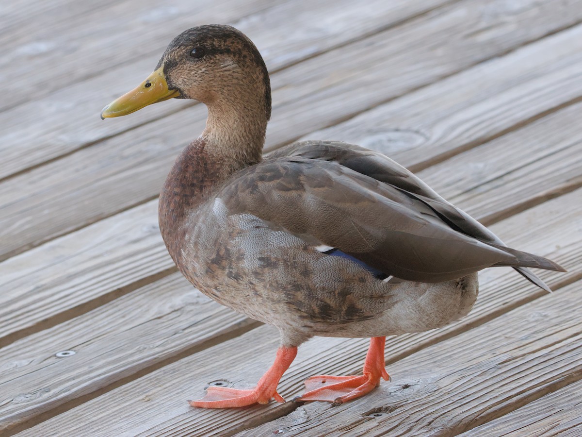 Mallard or hybrid with Mexican Duck? - Help Me Identify a North