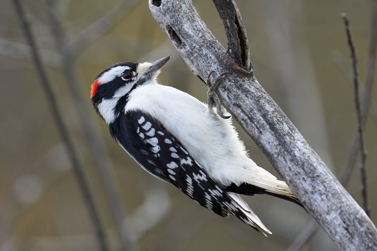 Downy Woodpecker - ML611069893