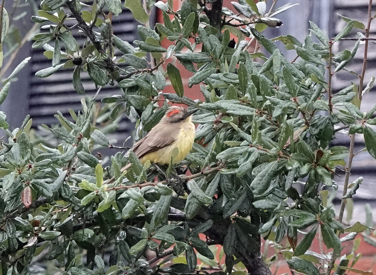 eBird Checklist 12 Nov 2023 313 N Chaparral St, Corpus Christi US