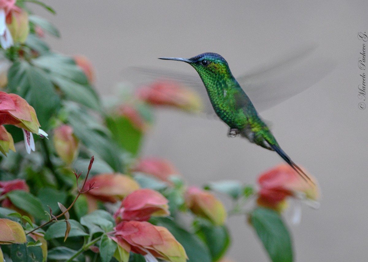 kolibřík fialovotemenný - ML611070271