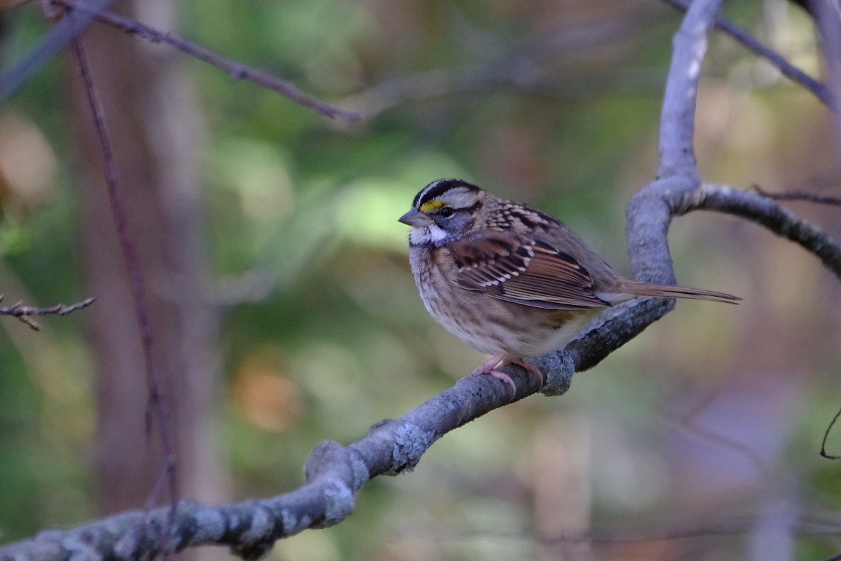 White-throated Sparrow - ML611070375