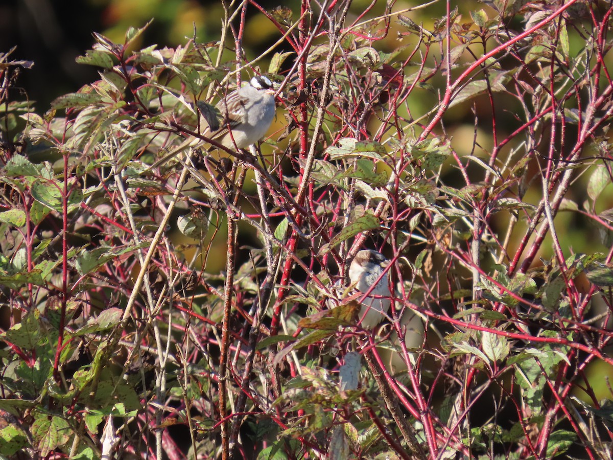 White-crowned Sparrow - ML611071007