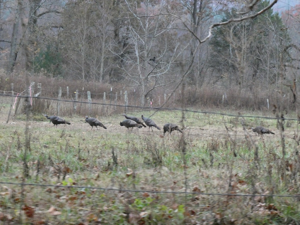eBird Checklist 11 Nov 2023 Cades Cove, Gatlinburg, TN 4 species