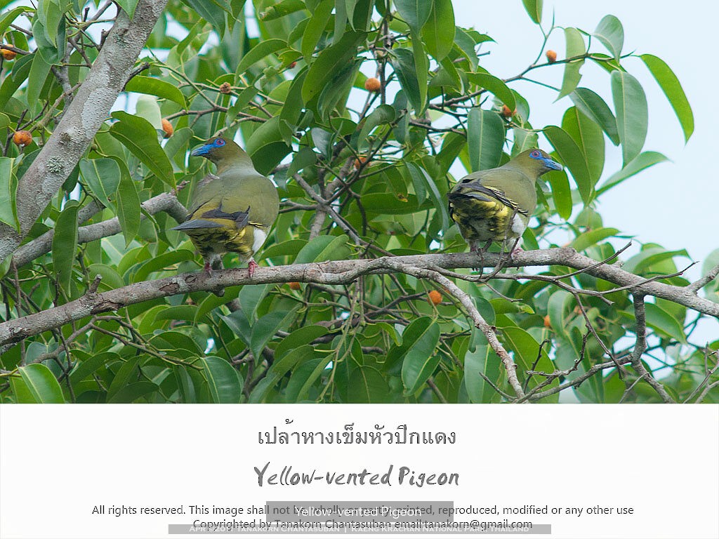 Yellow-vented Green-Pigeon - ML611071671