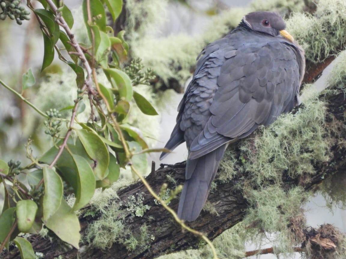 Band-tailed Pigeon - ML611071909