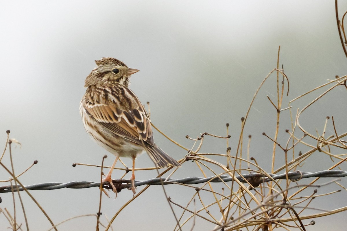 Savannah Sparrow (Savannah) - ML611072373