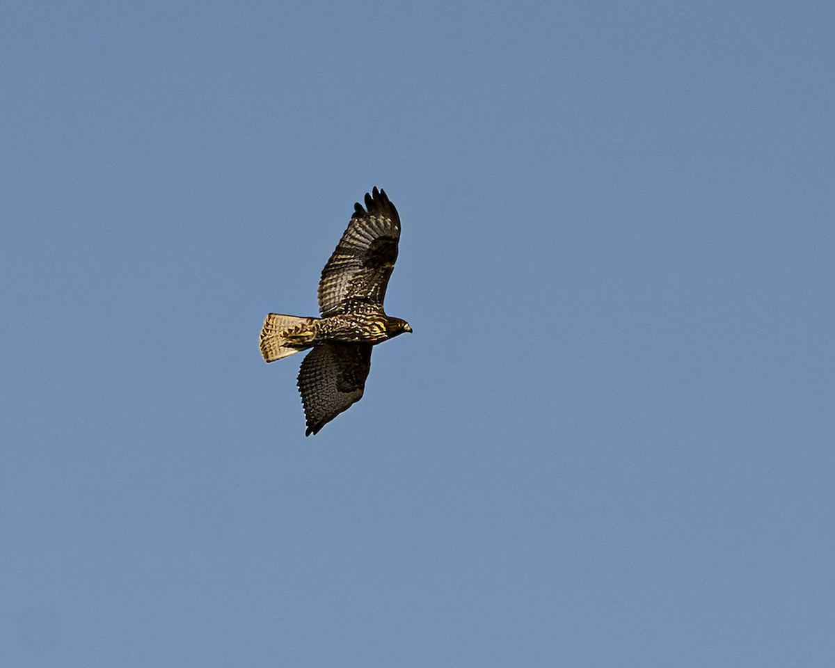 Red-tailed Hawk - ML611072440
