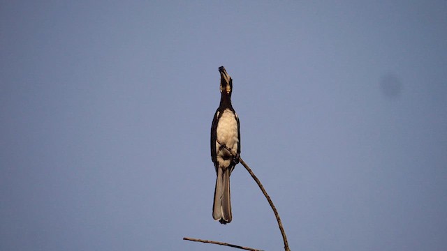 West African Pied Hornbill - ML611072458