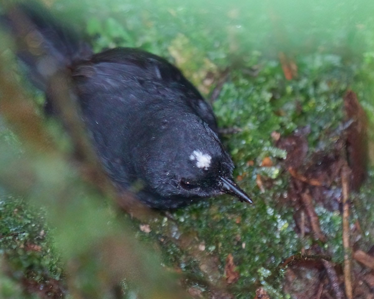 White-crowned Tapaculo - ML611072523
