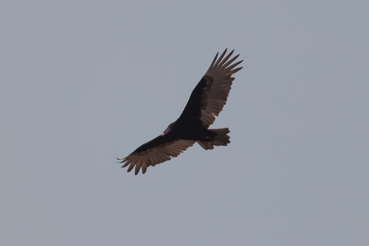 Turkey Vulture - ML611072753