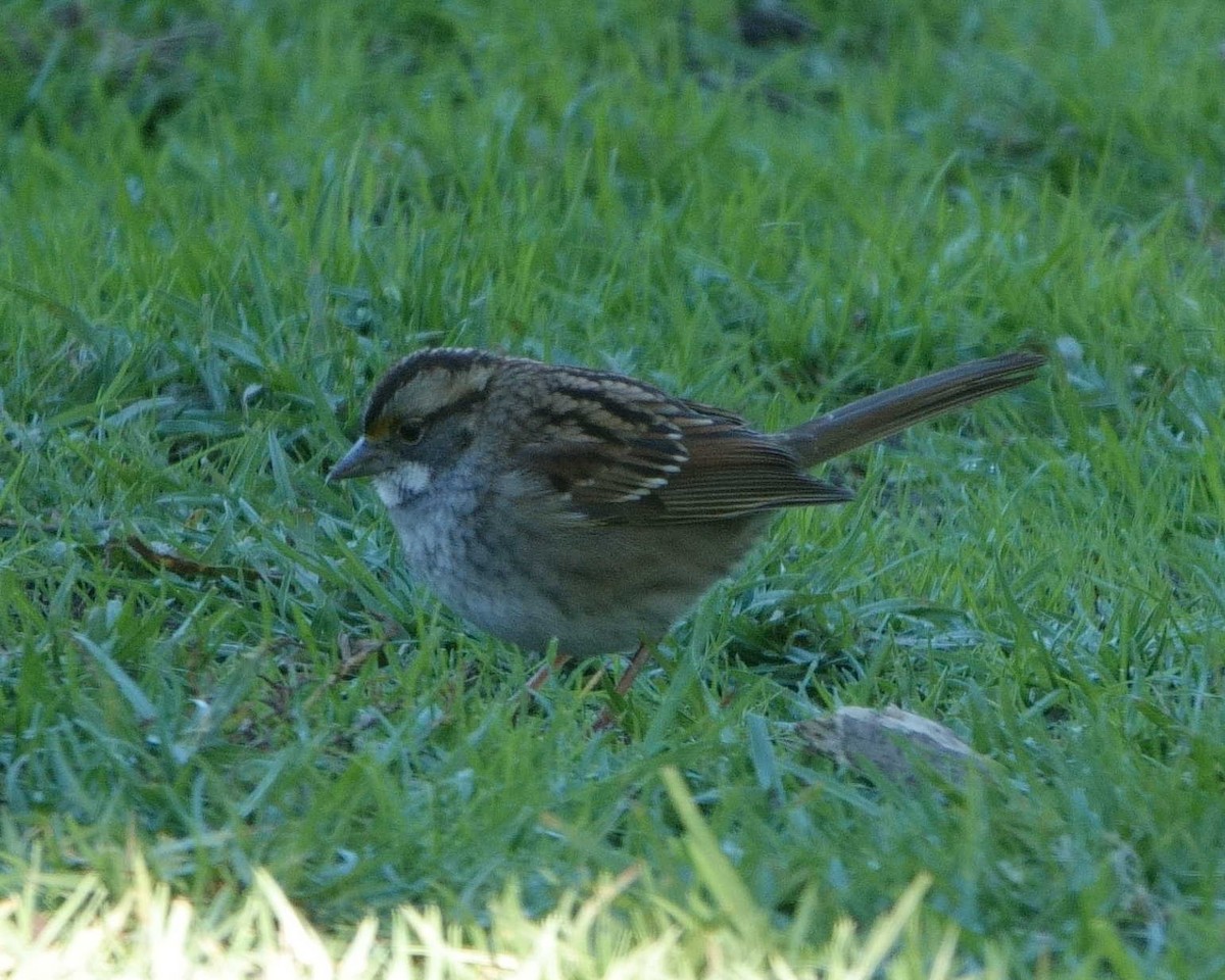 White-throated Sparrow - ML611072788