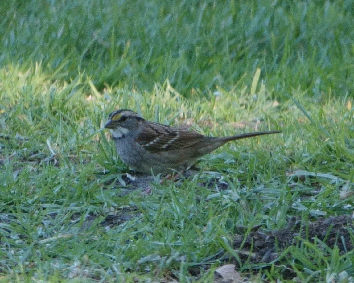White-throated Sparrow - ML611072789