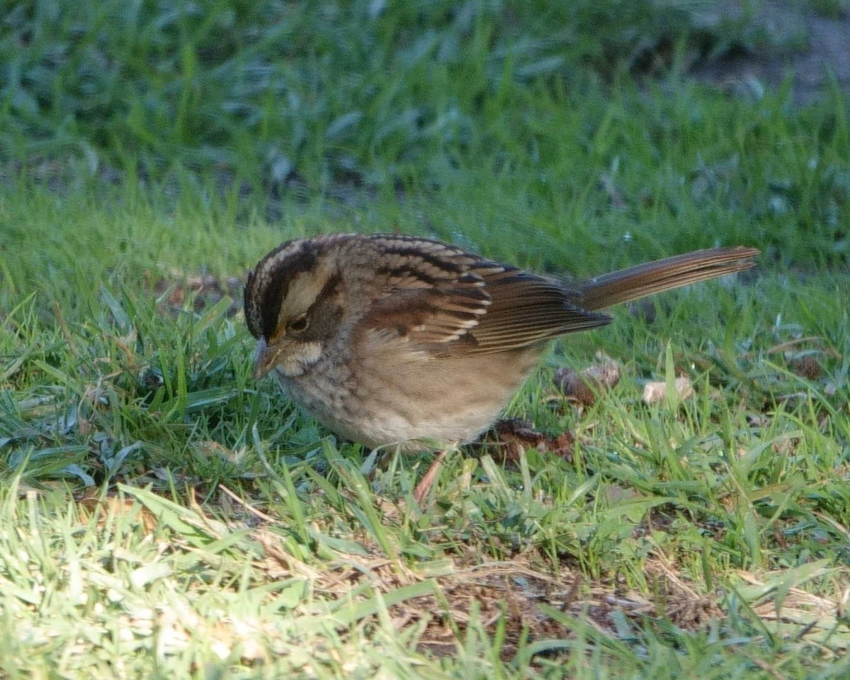 White-throated Sparrow - ML611072790