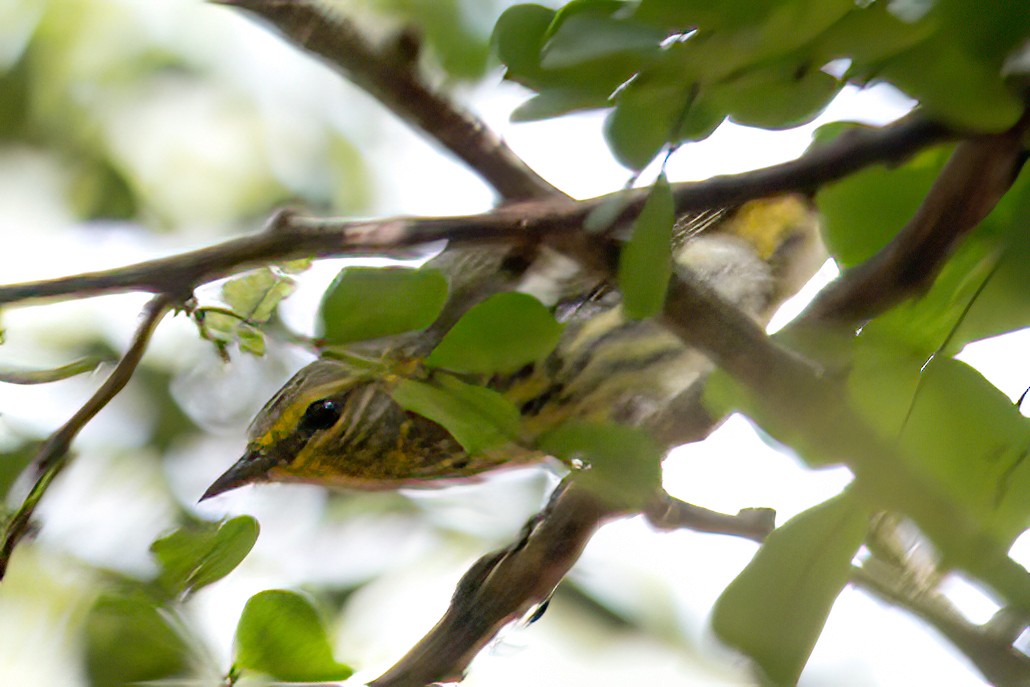 Cape May Warbler - ML611072801