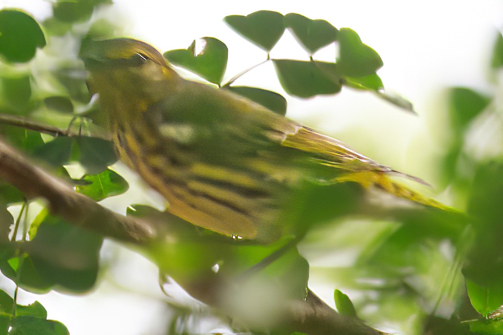 Cape May Warbler - ML611072802