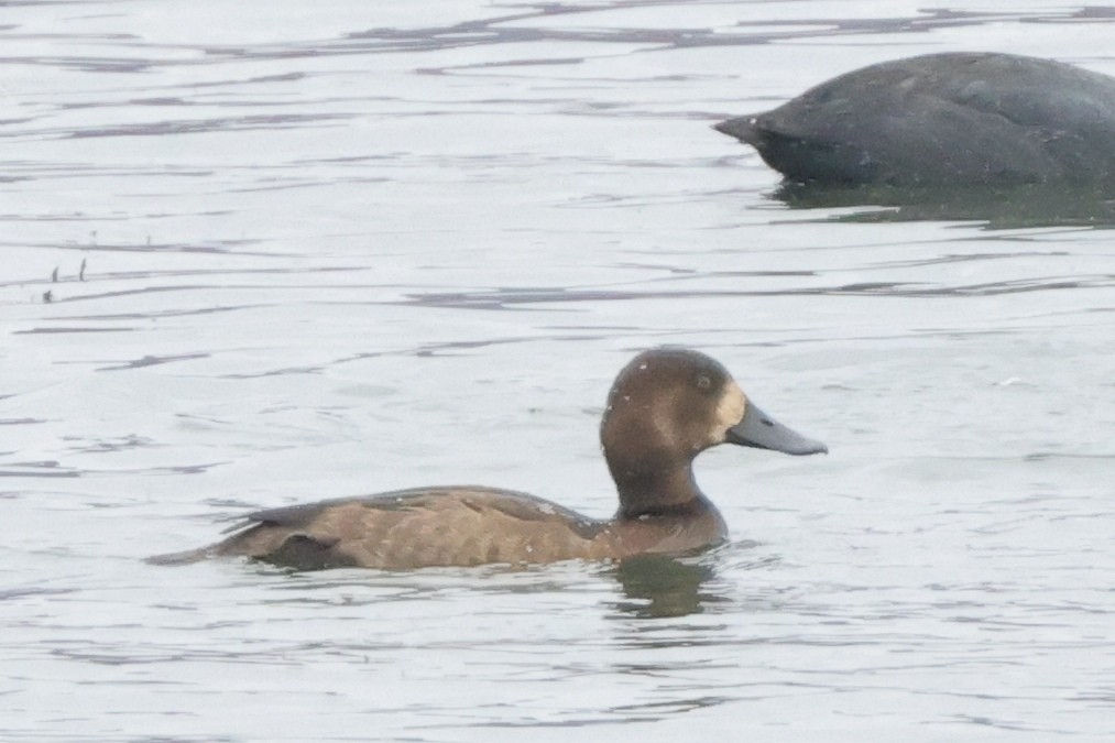 Greater Scaup - ML611072996
